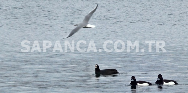 SAPANCA GÖLÜ, SON YAĞIŞLARLA KENDİNE GELDİ