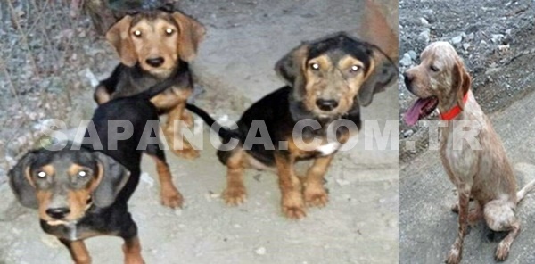 SAPANCA FEVZİYE MAHALLESİNDE ÖZEL EĞİTİMLİ AV KÖPEKLERİ ÇALINDI