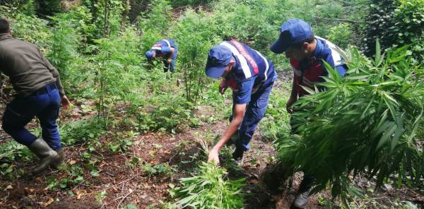 SAPANCA'DA UYUŞTURUCU OPERASYONU