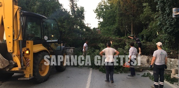 AĞAÇ DEVRİLDİ YOL TRAFİĞE KAPANDI