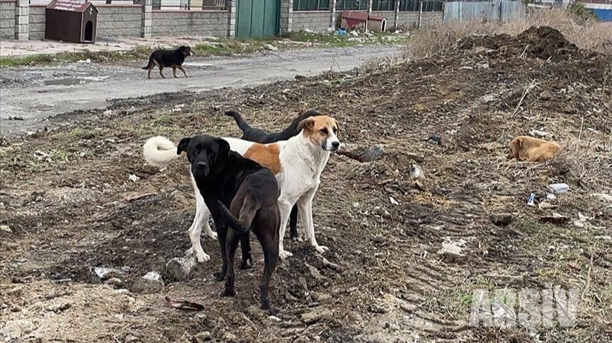 BU ŞİKAYET İNŞAATTA BESLENEN KÖPEKLER İÇİN GELDİ