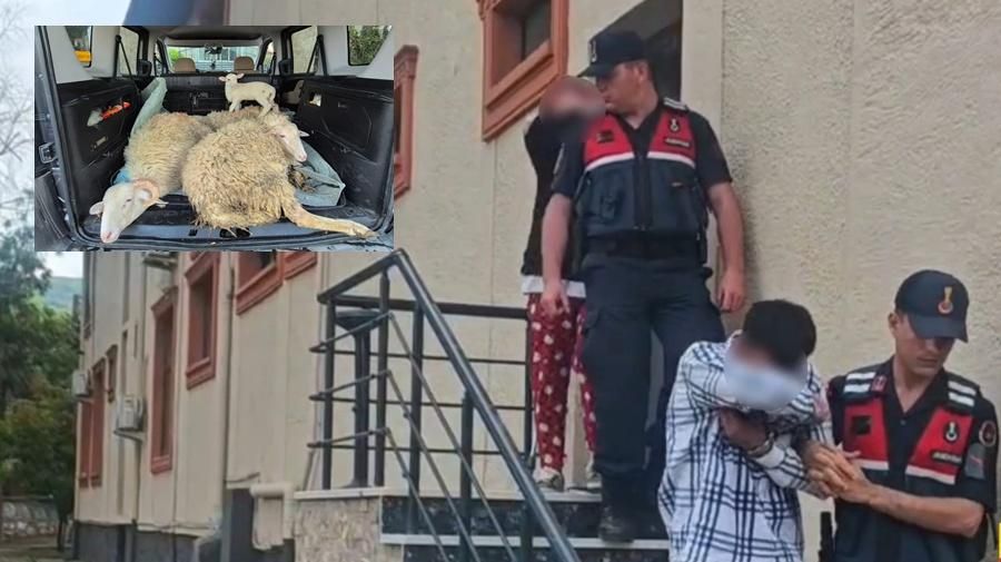4 KÜÇÜK BAŞ HAYVANI ALIP PARASINI ÖDEMEDEN KAÇAN KARI KOCA TUTUKLANDI
