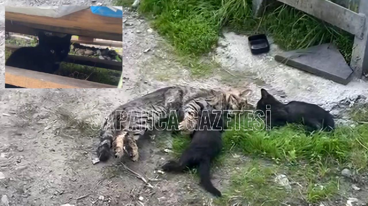 ANNE KEDİ VE YAVRULARINI ZEHİRLEDİLER Mİ?