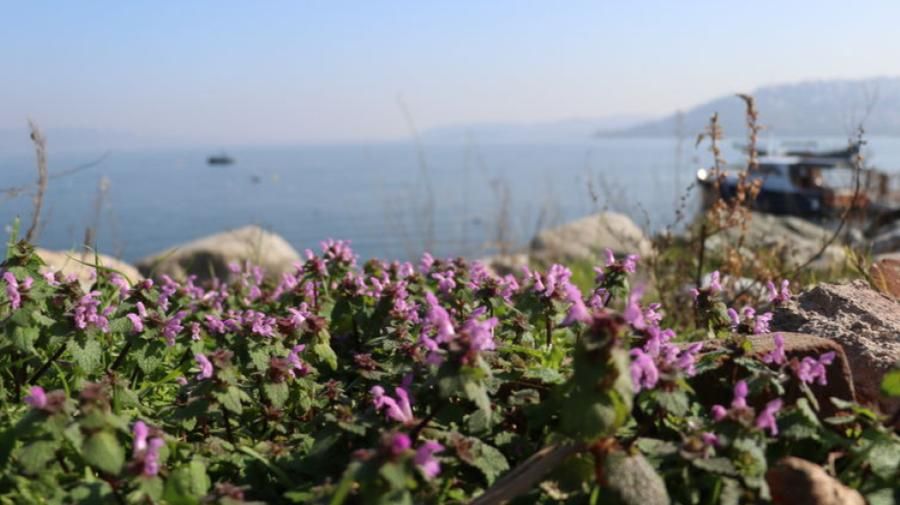 SAPANCA GÖLÜ ÇEVRESİNDE 112 BİTKİ KAYIT ALTINA ALINDI